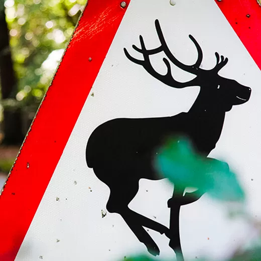 Collision avec un animal sauvage : comment fonctionne votre assurance auto ?